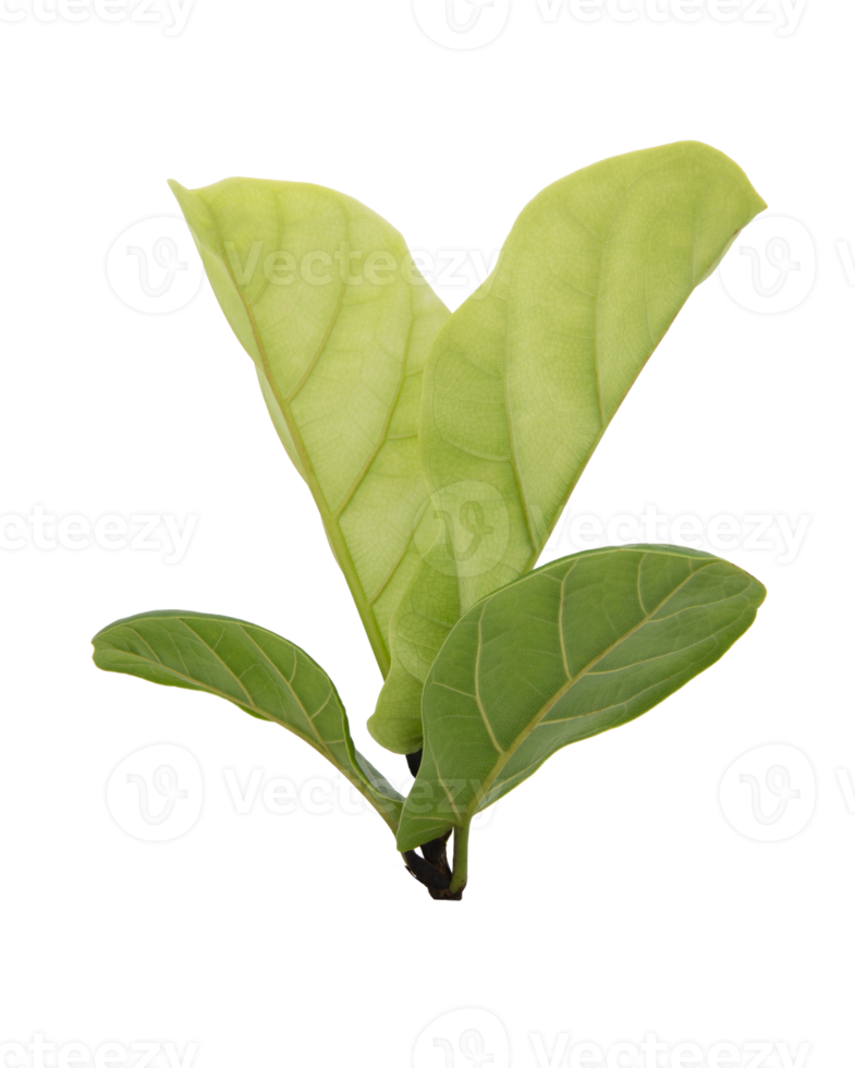 Green ficus lyrate leaves on transparent background png file.