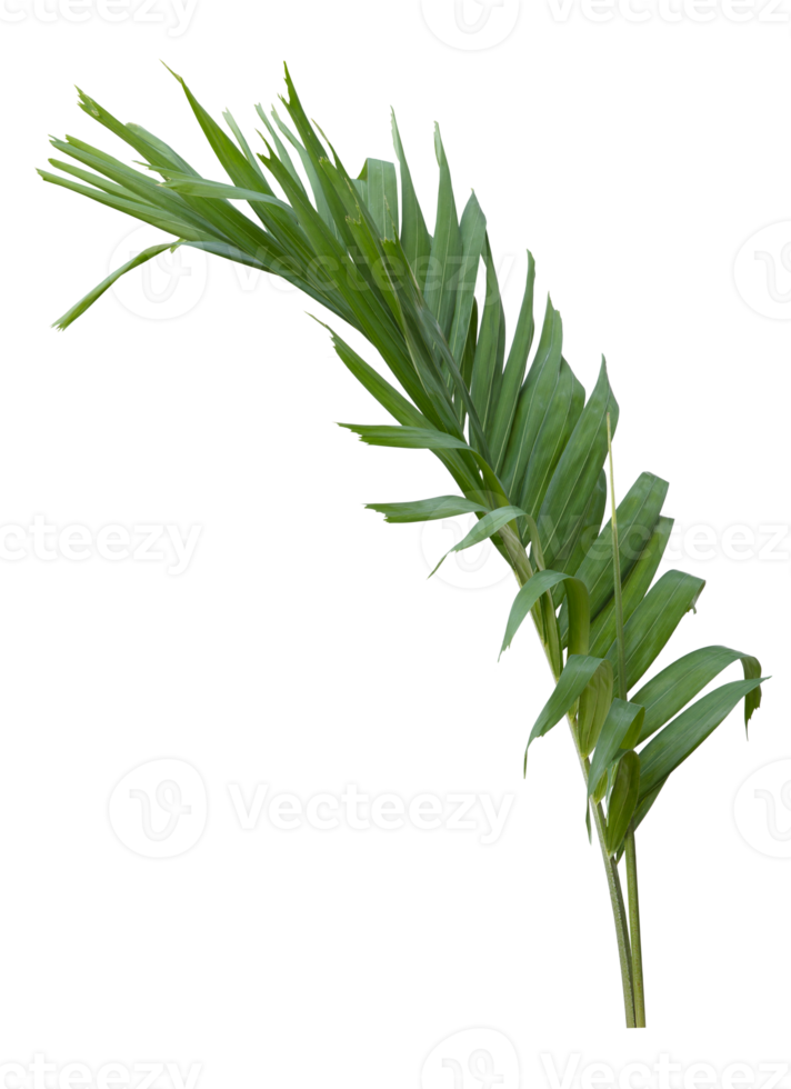 Tropical green leaf of palm tree on transparent background png file