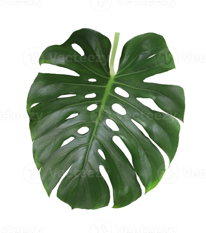 monstera blad på transparent bakgrund png fil.