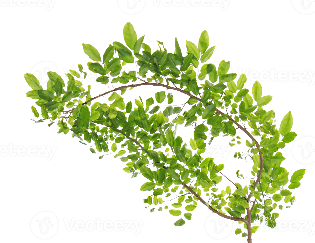Green leaves and branches on transparent background png