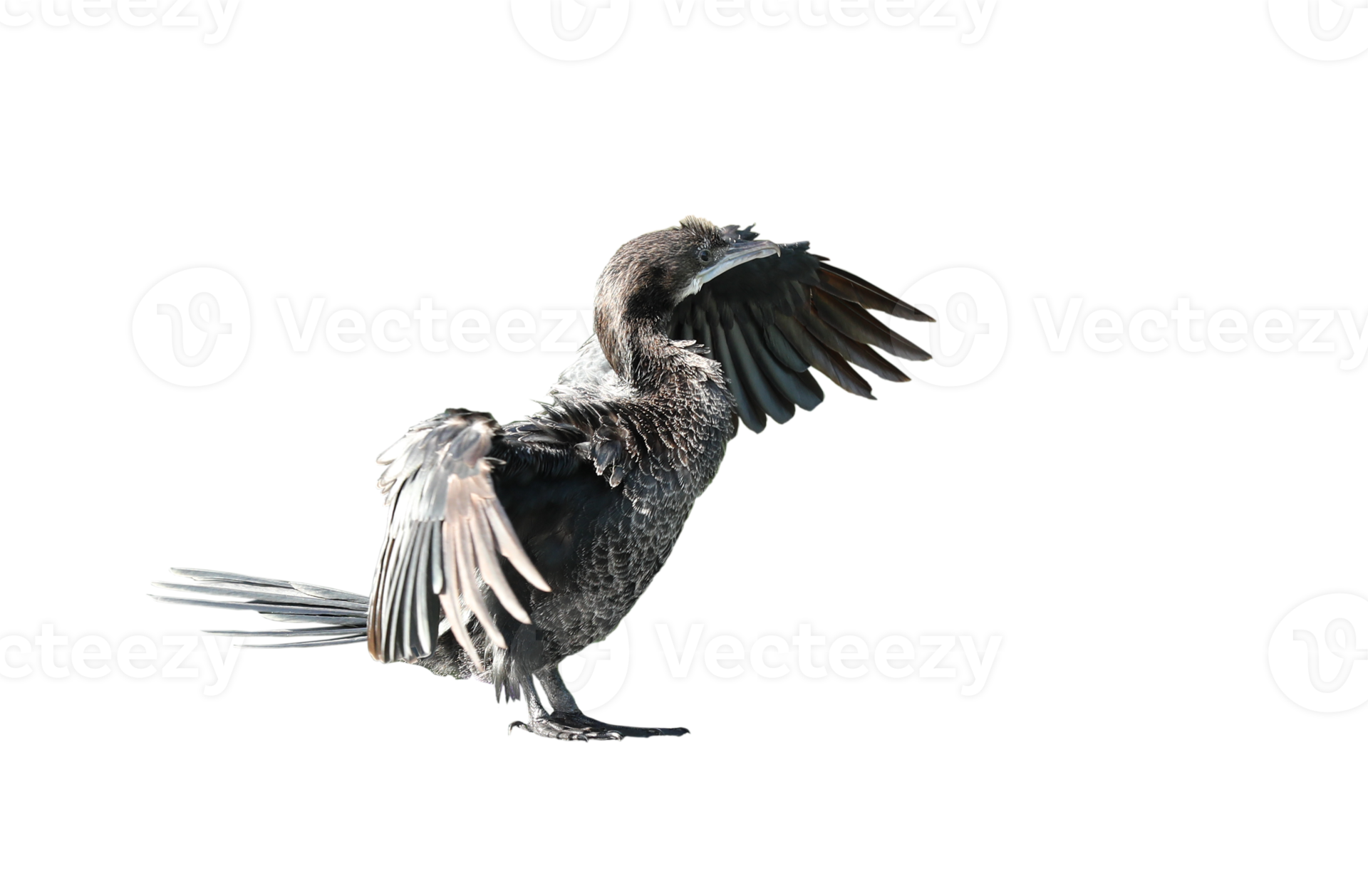 Little cormorant or Javanese cormorant spread wings isolated on