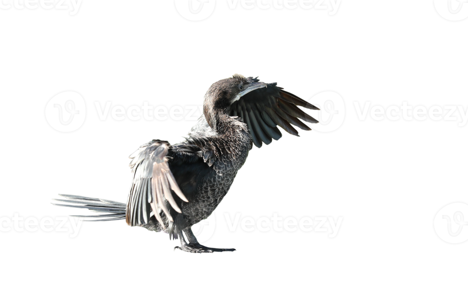 Free Little cormorant or Javanese cormorant spread wings isolated on