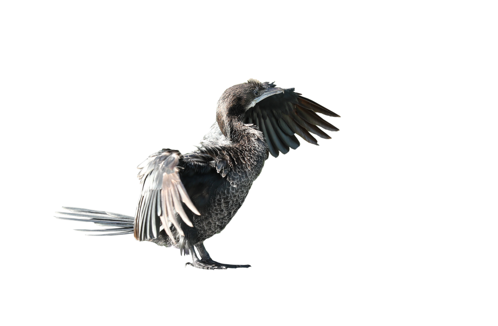 Little cormorant or Javanese cormorant spread wings isolated on