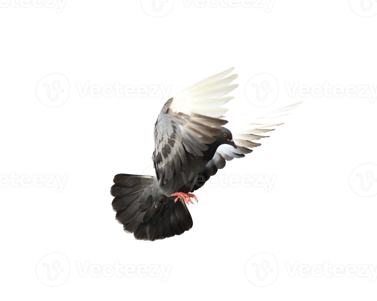 Pigeon dans vol sur transparent Contexte. png