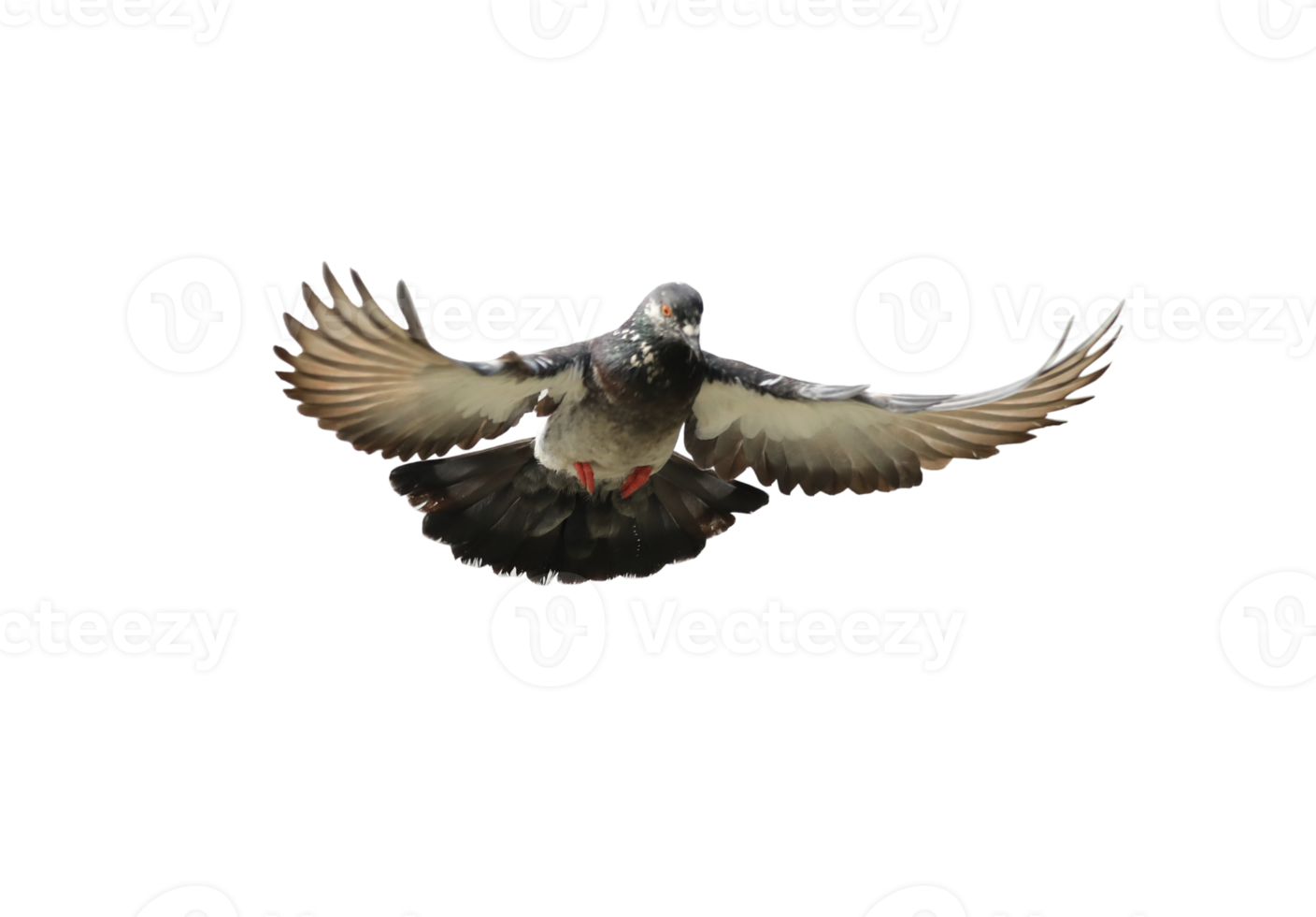 Pigeon dans vol sur transparent Contexte. png