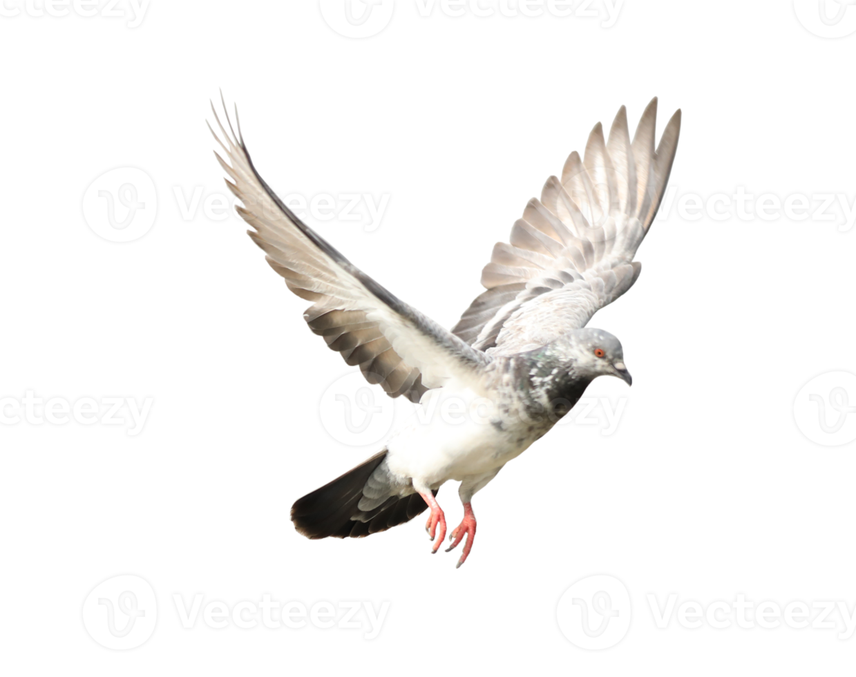 Pigeon in flight on transparent background. png