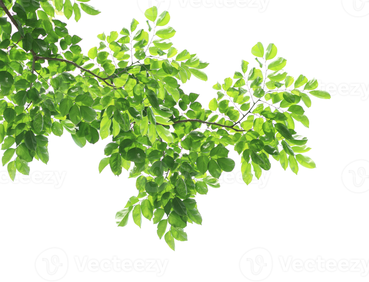 verde le foglie e rami su trasparente sfondo png