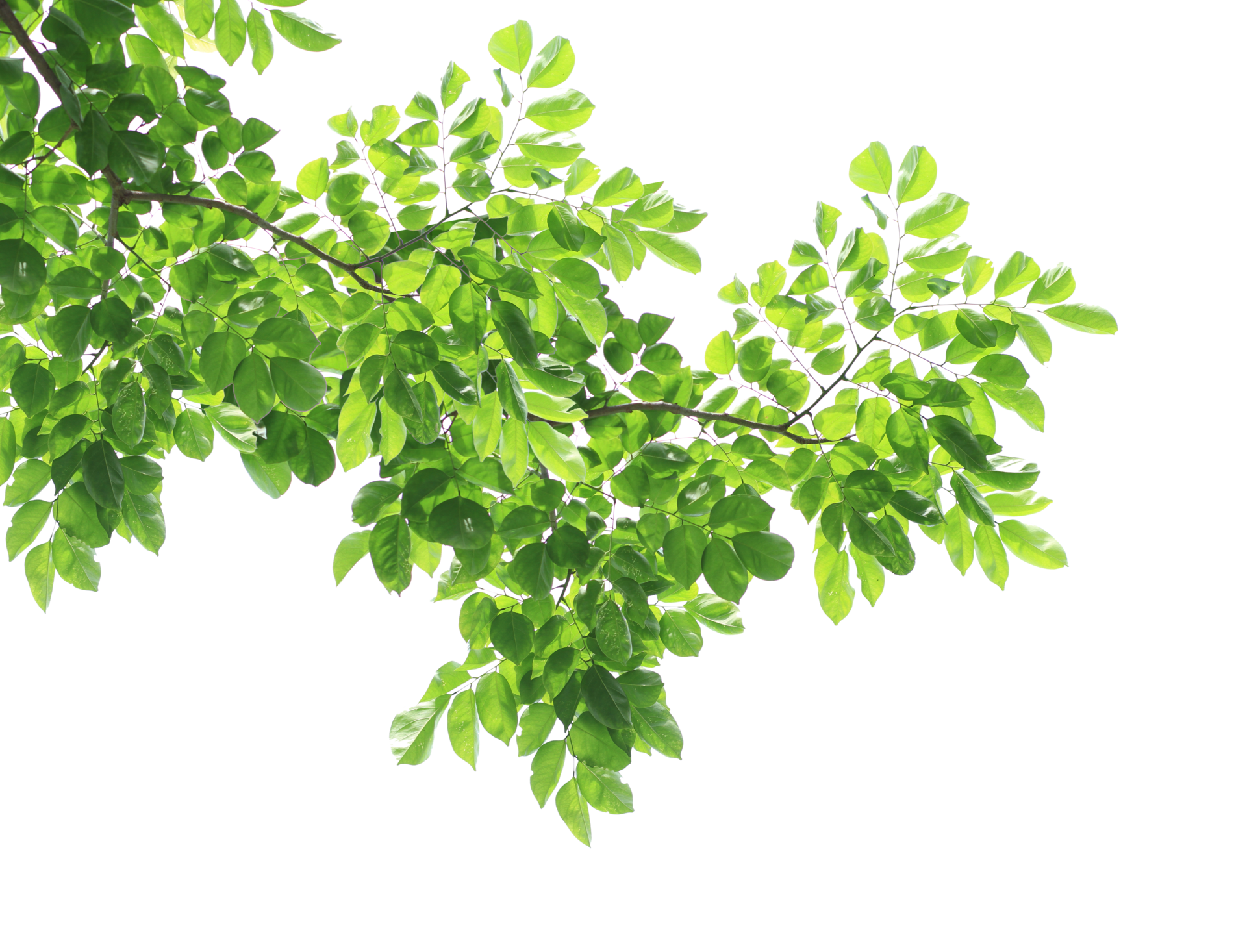 Green leaves and branches on transparent background 21515865 PNG