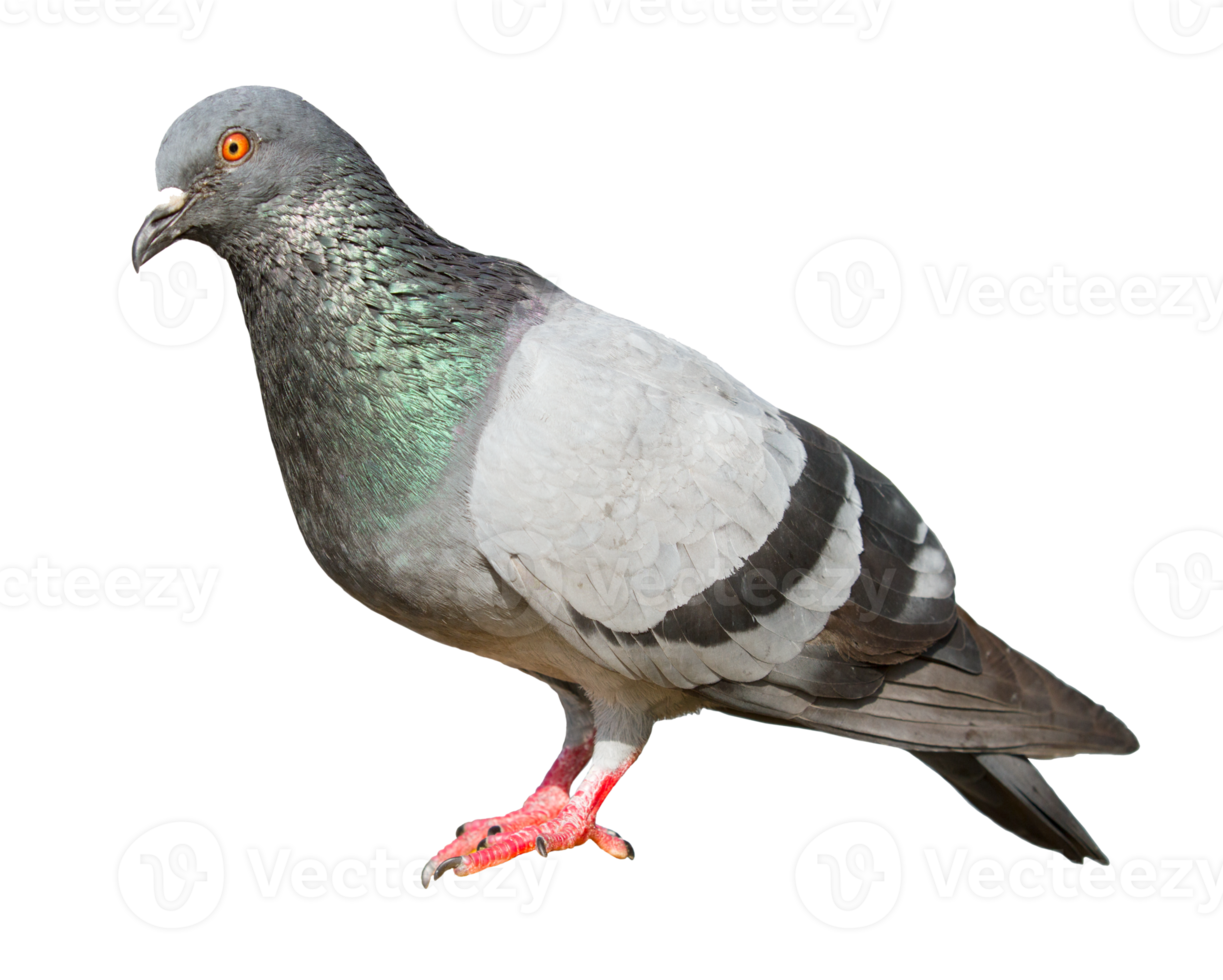 Gray pigeon on transparent background - PNG File