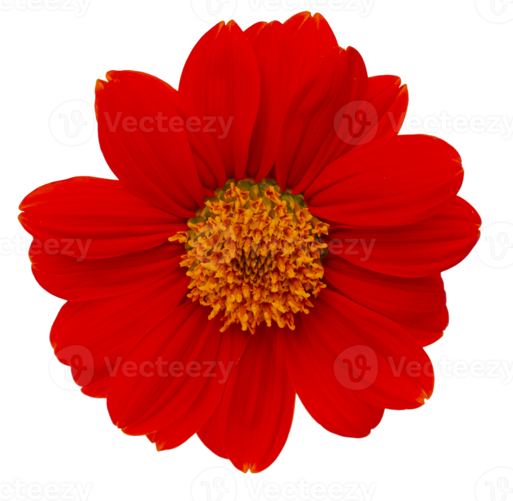 Red Mexican sunflower on transparent background - PNG File.
