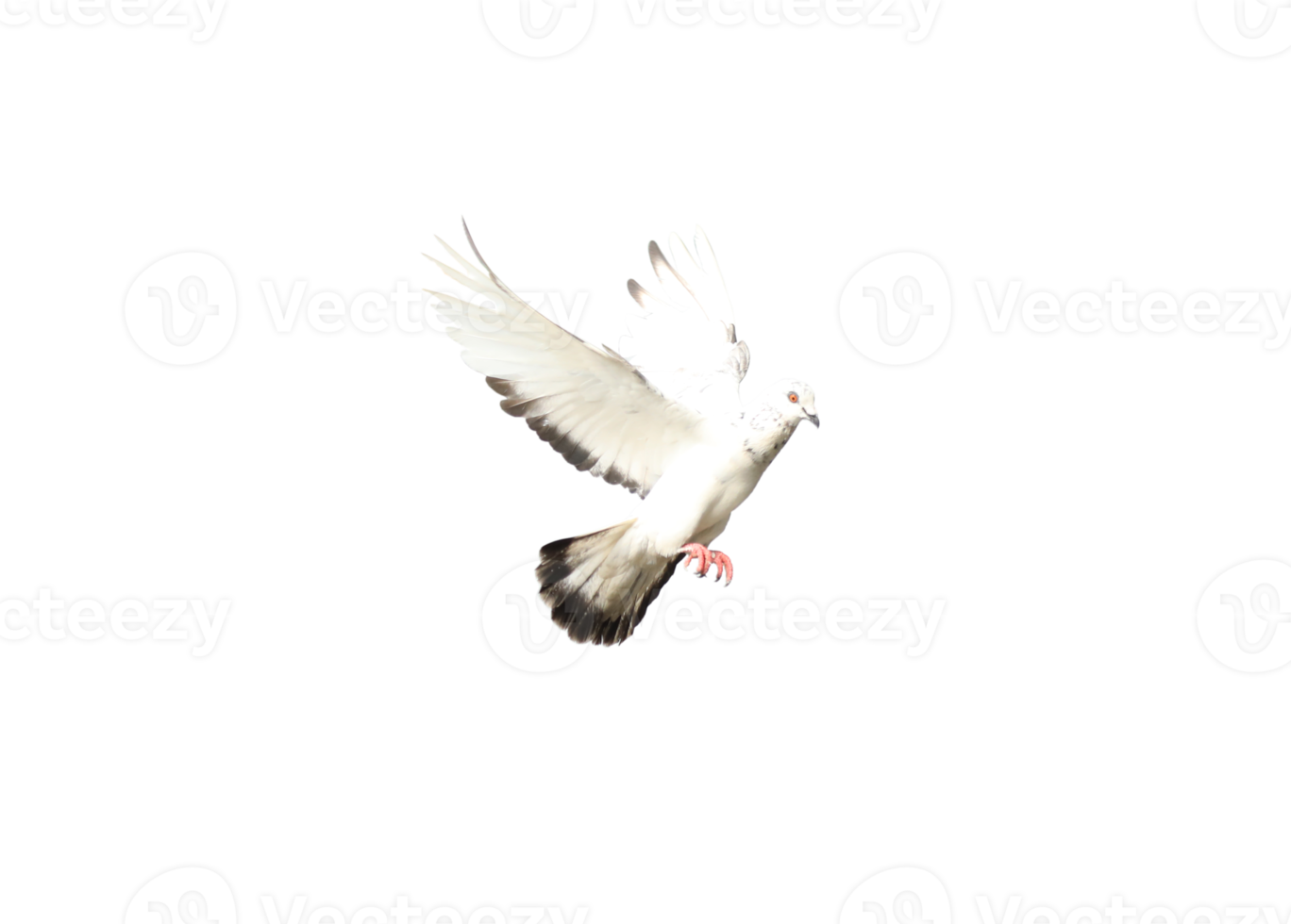 Pigeon flying on transparent background png