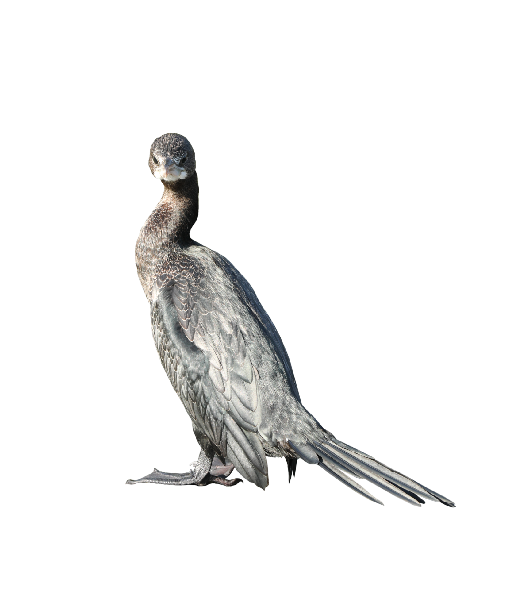 Little cormorant or Javanese cormorant on transparent background PNG