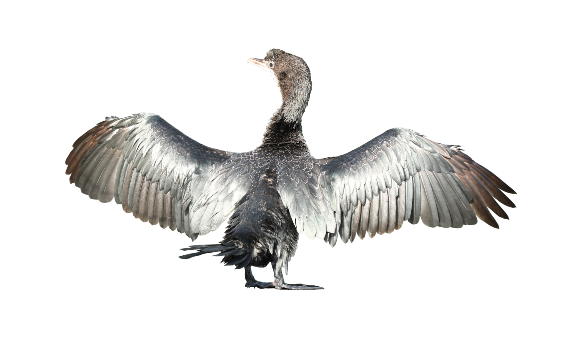 Little cormorant or Javanese cormorant spread wings isolated on
