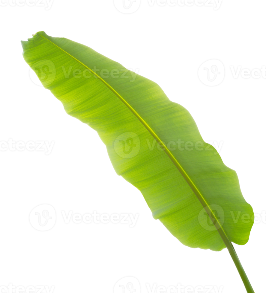 Tropical green banana leaf on transparent background - PNG File