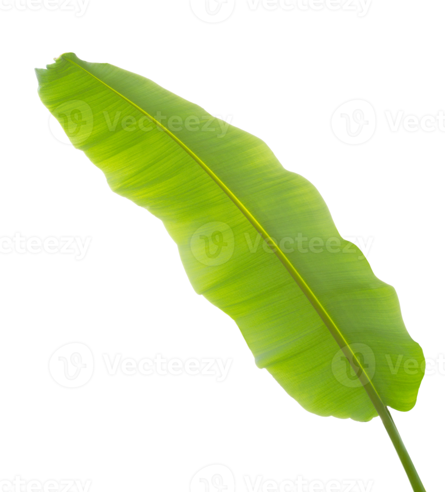 tropical vert banane feuille sur transparent Contexte - png fichier