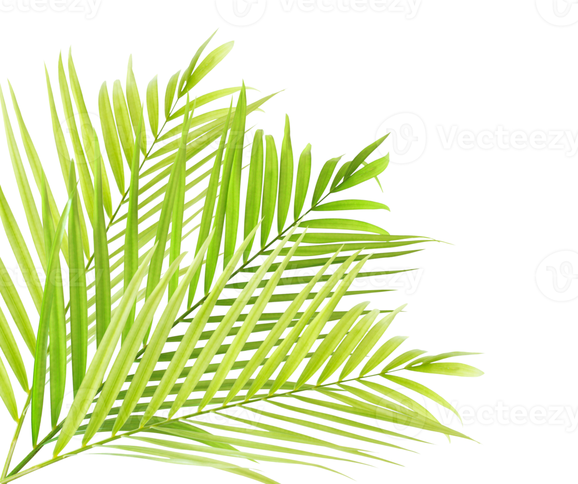 Green palm on transparent background png