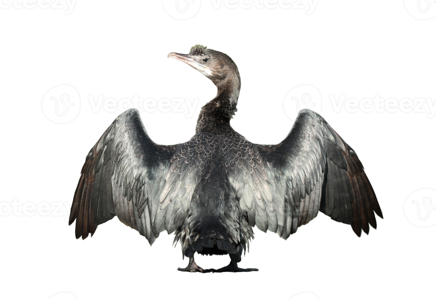 Little cormorant or Javanese cormorant spread wings isolated on transparent background - PNG File