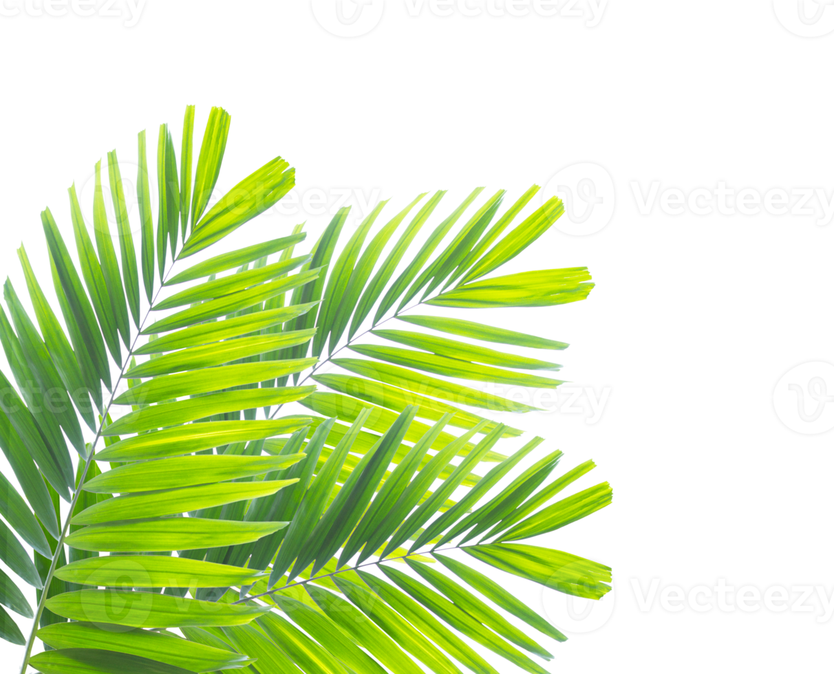 Green palm on transparent background png