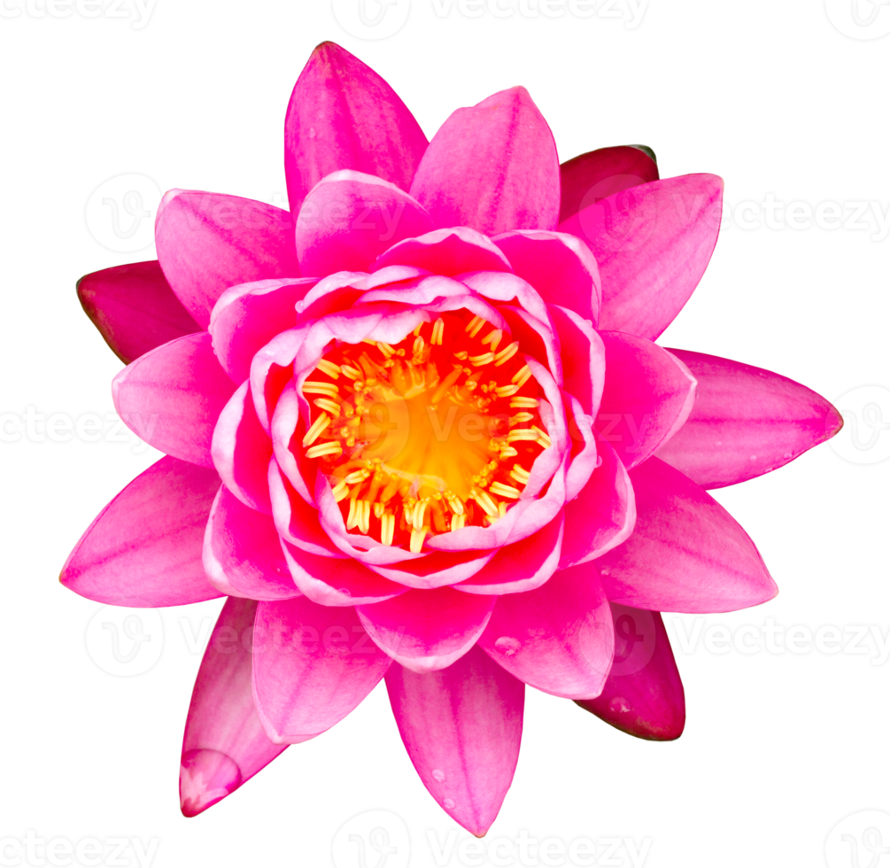 Pink waterlily on transparent background - PNG File.