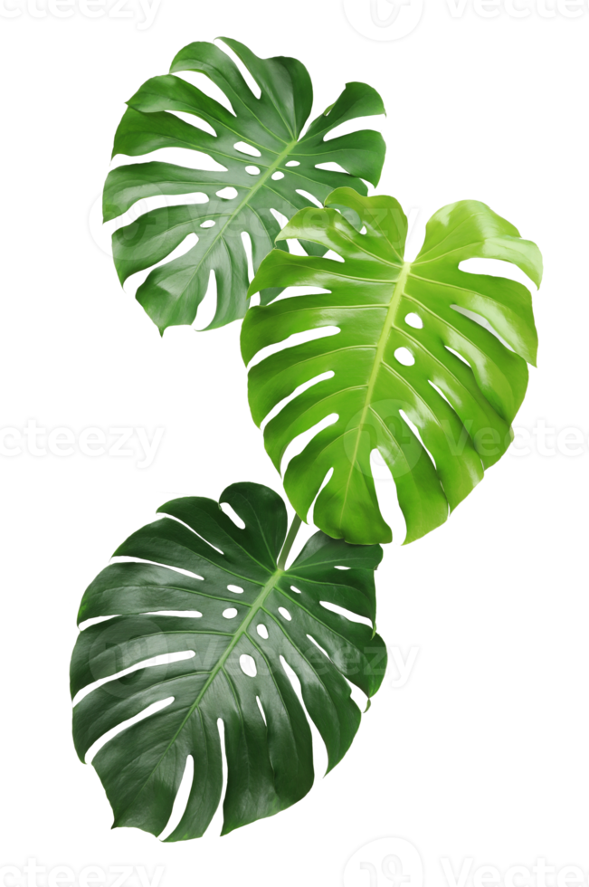 Green monstera leaf on transparent background. png