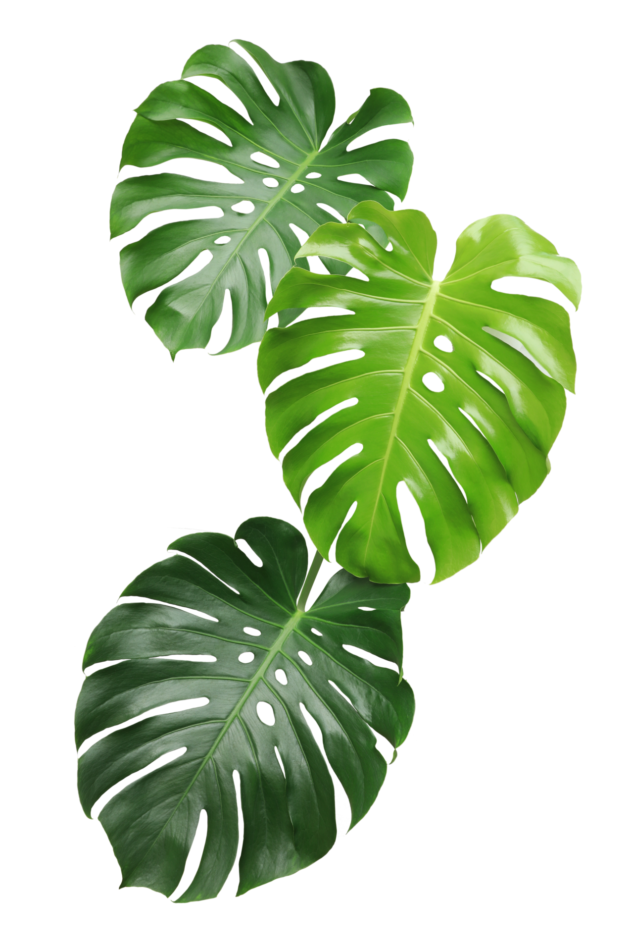 Green monstera leaf on transparent background. 21515888 PNG