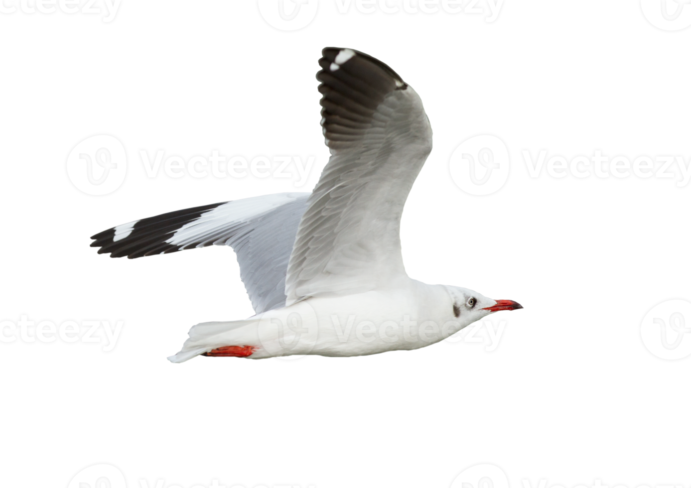 Seagull flying on transparent background - PNG File
