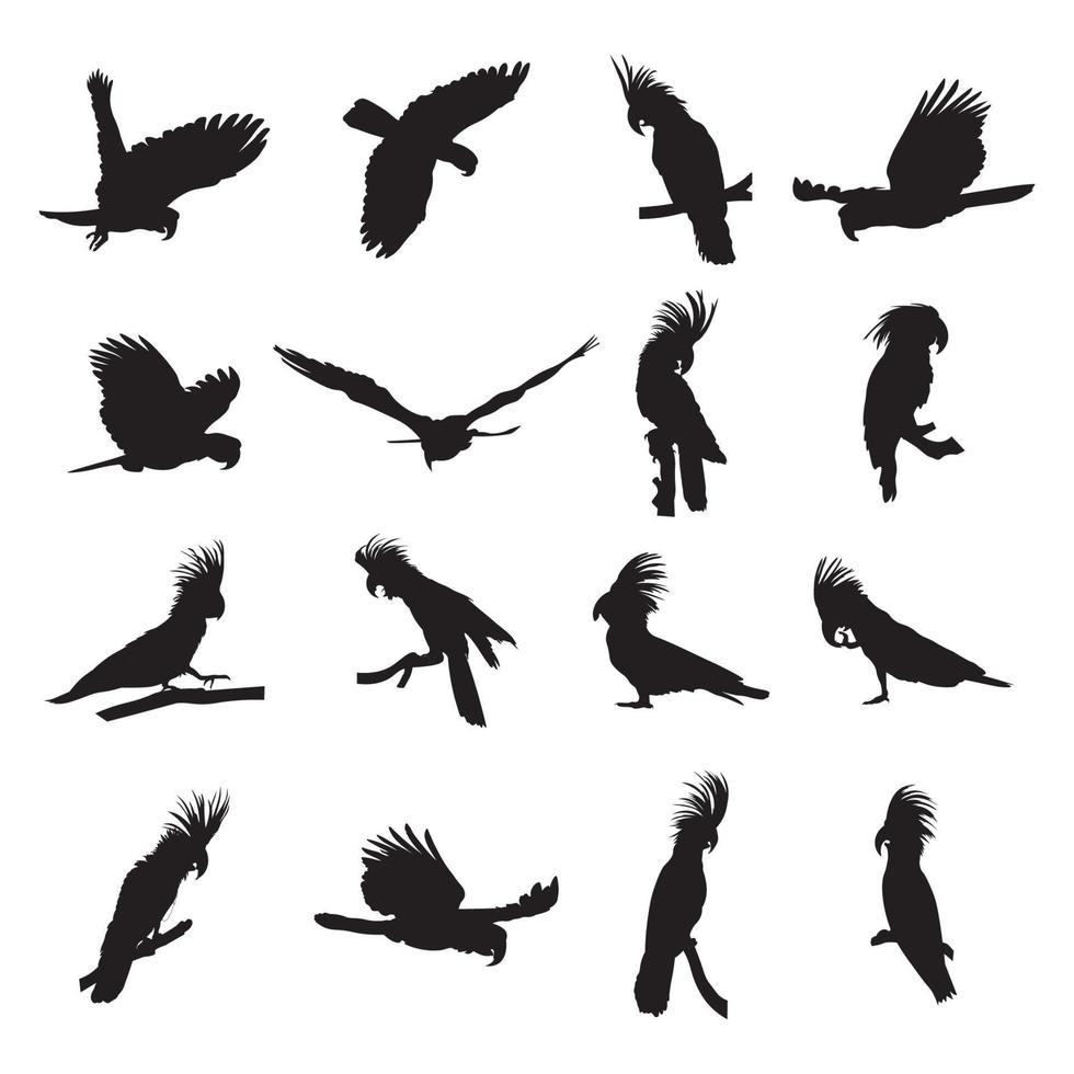 Collection of silhouettes of black palm cockatoo vector