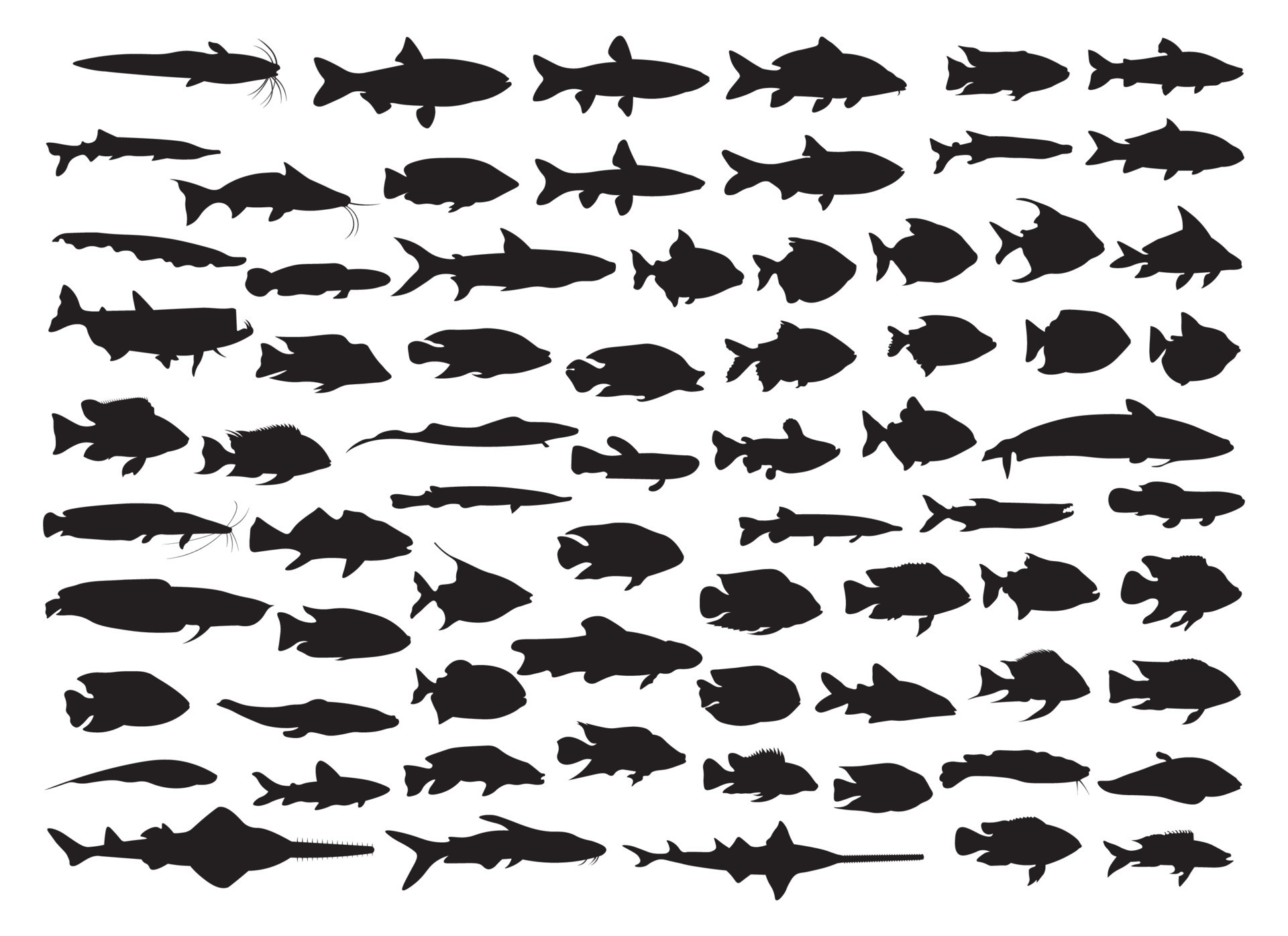 Collection Of Silhouettes Of Various Kinds Of Fish 21517284 Vector Art collection-of-silhouettes-of-various-kinds-of-fish-21517284-vector-art