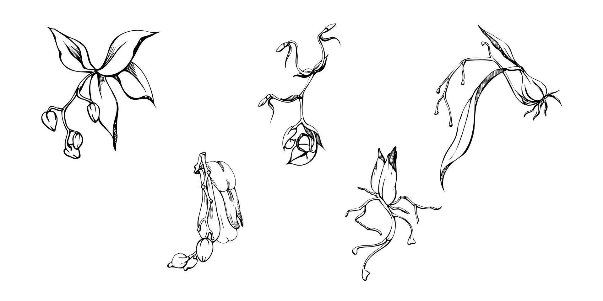 Hand drawn vector ink orchid flowers and branches, monochrome, detailed outline. Single flowers, leaves, stems. Isolated on white background. Design for wall art, wedding, print, tattoo, cover, card.