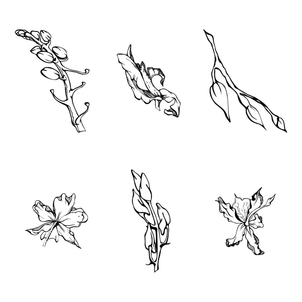 Hand drawn vector ink orchid flowers and branches, monochrome, detailed outline. Single flowers, leaves, stems. Isolated on white background. Design for wall art, wedding, print, tattoo, cover, card.