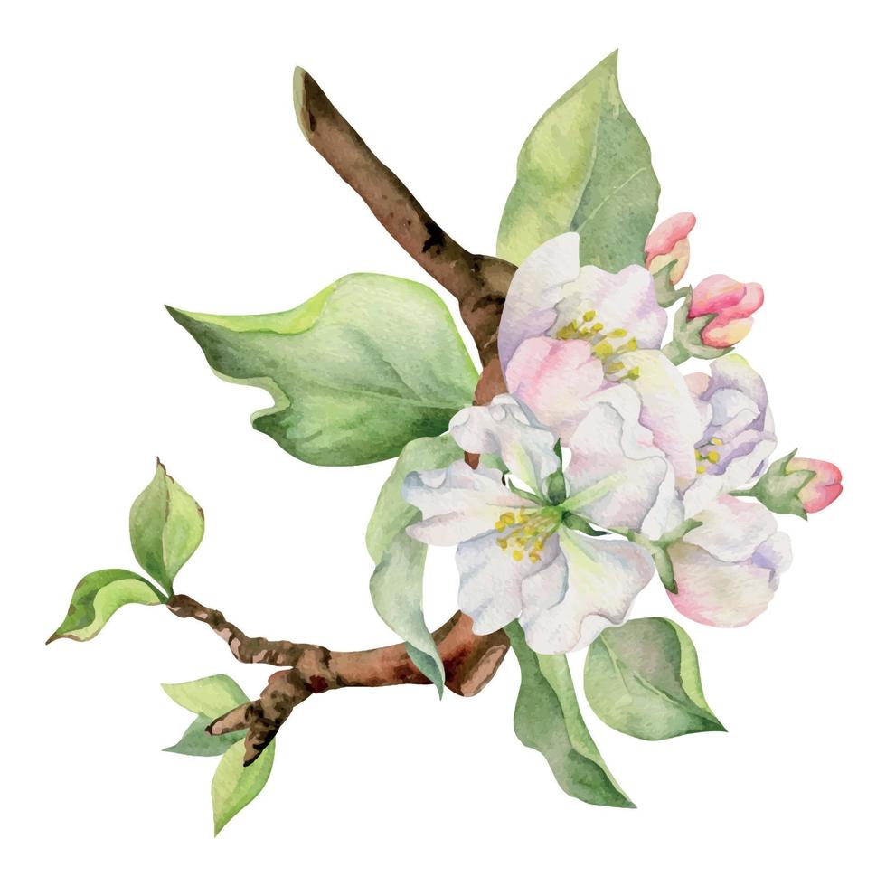 Hand drawn watercolor apple flowers on branch with leaves, white, pink and green. Square composition Isolated on white background. Design for wall art, wedding, print, fabric, cover, card, invitation. vector