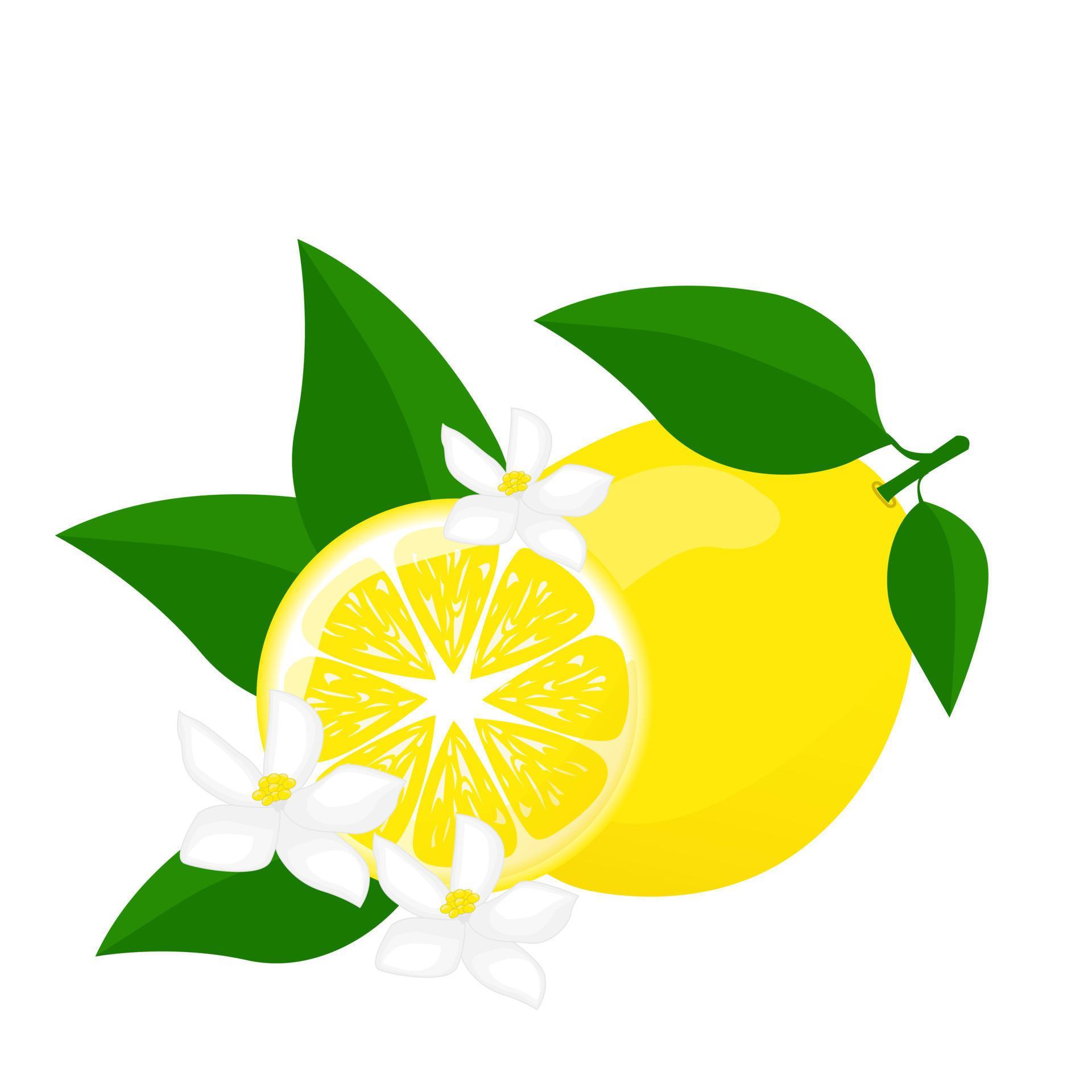 Lemon with green leaf, lemon sliced and flowers.For posters, logos ...