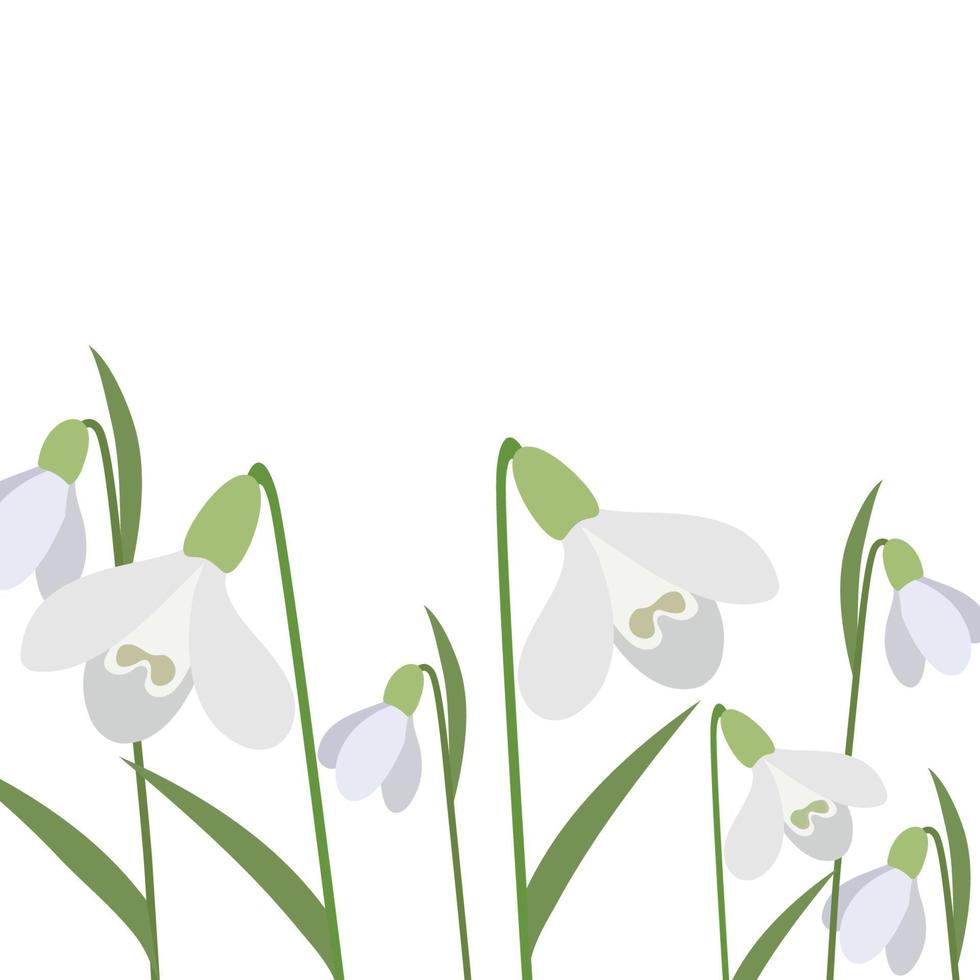 Background of snowdrops. The first spring flowers. Delicate snowdrop flowers for your design.Vector vector