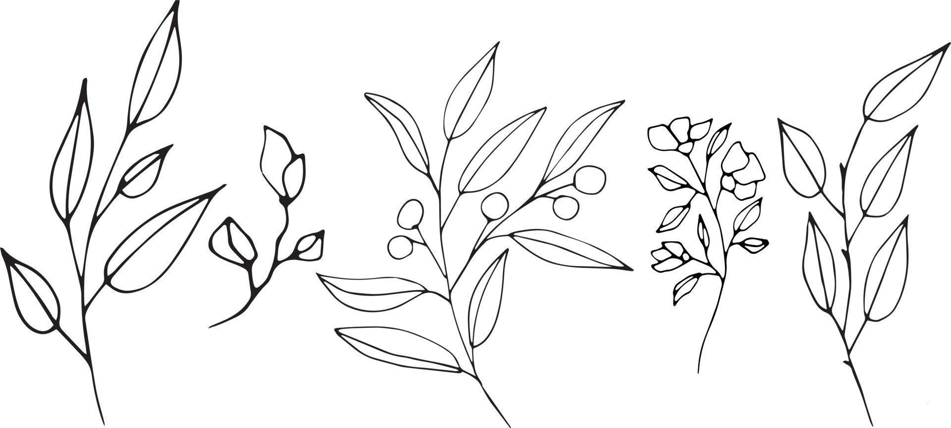 Set of graphic vector plant branches with leaves and flowers. Vector elements for wedding design, logo design, packaging and other ideas