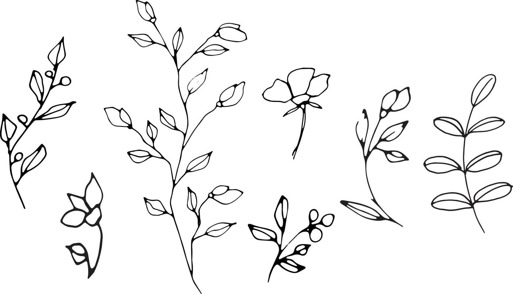 Set of graphic vector plant branches with leaves and flowers. Vector elements for wedding design, logo design, packaging and other ideas