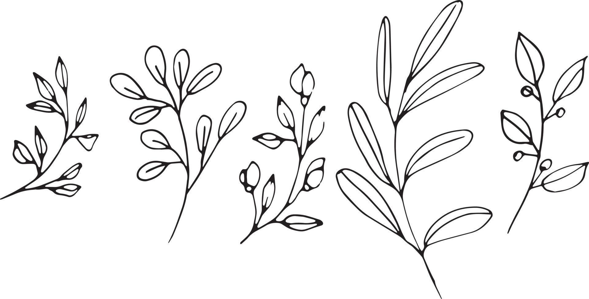 Set of graphic vector plant branches with leaves and flowers. Vector elements for wedding design, logo design, packaging and other ideas