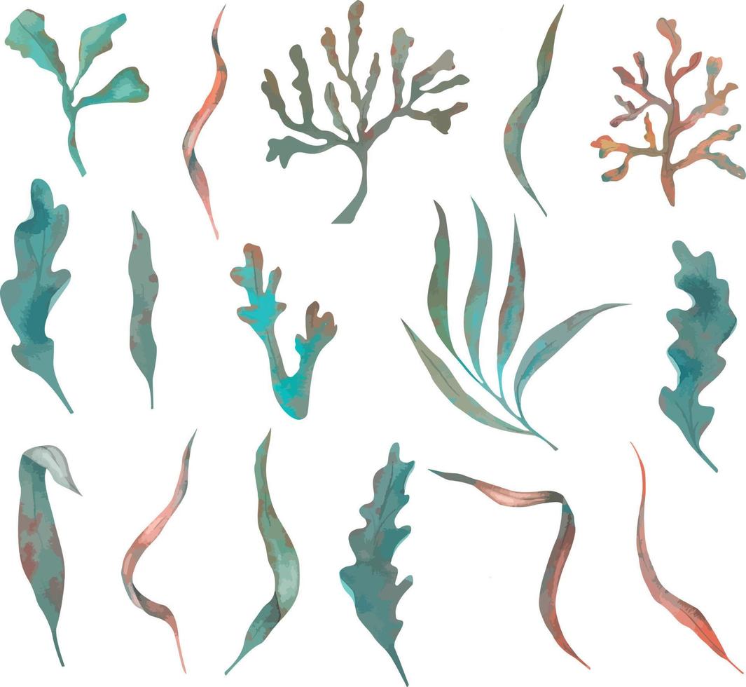 Set of algae, underwater plants in turquoise, hand-drawn watercolor illustration. vector