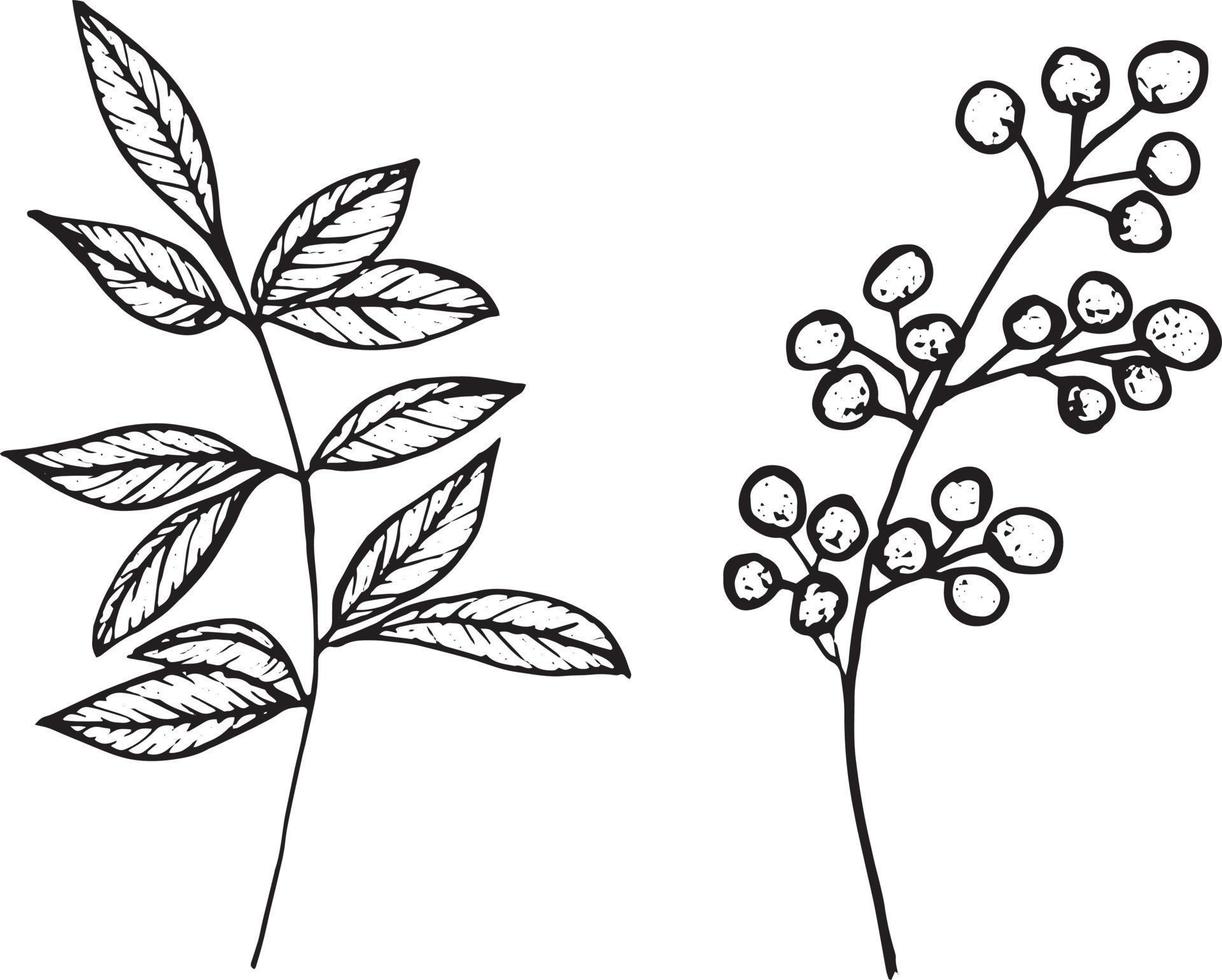 Set of graphic vector plant branches with leaves and flowers. Vector elements for wedding design, logo design, packaging and other ideas