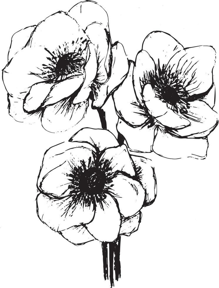 Anemone flowers drawing illustration vector and clipart. Graphic sketch for tatoo design, print, card and wedding design