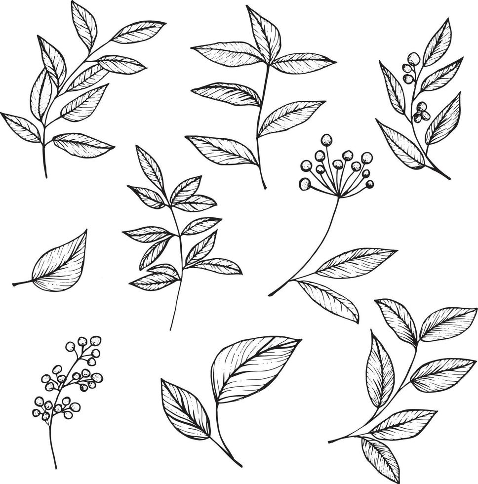 Set of graphic vector plant branches with leaves and flowers. Vector elements for wedding design, logo design, packaging and other ideas