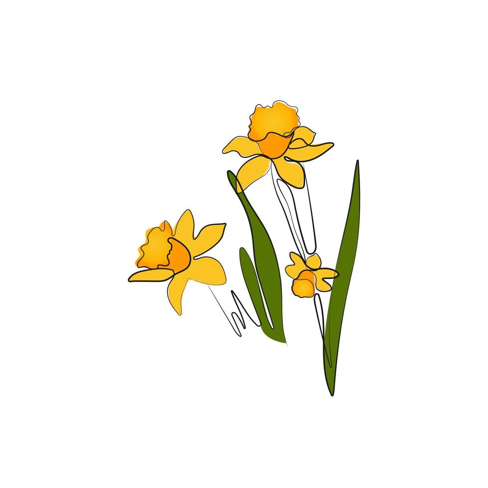 Narcissus flowers. Daffodil, line art drawing. Symbol of spring, easter. Hand drawn vector illustration.
