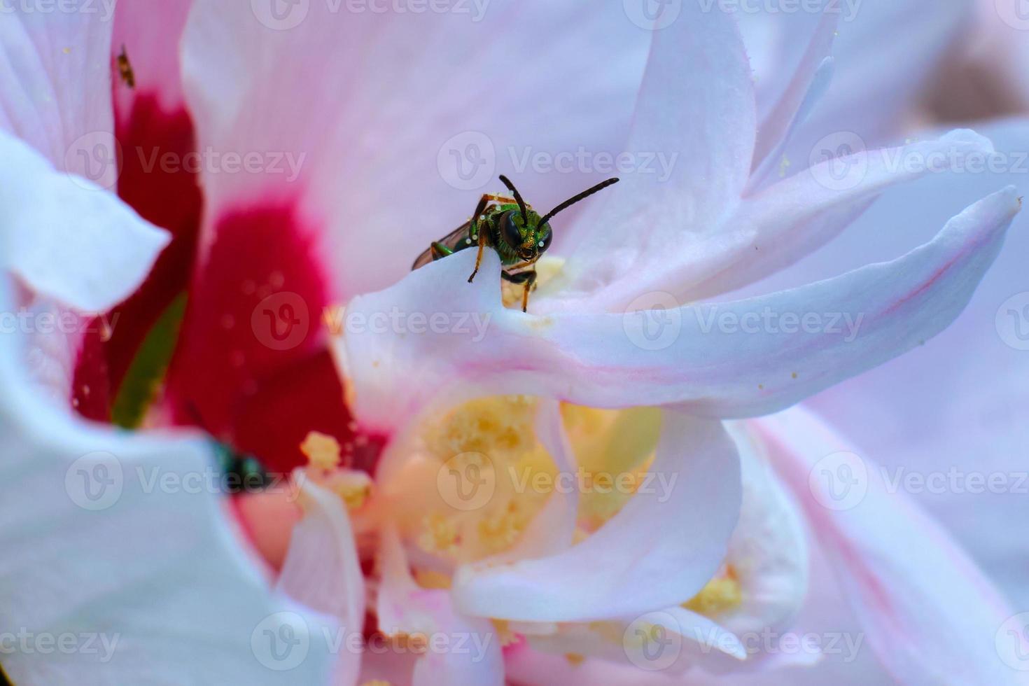 Pure Green Sweat Bee climbs out of a pink flower photo