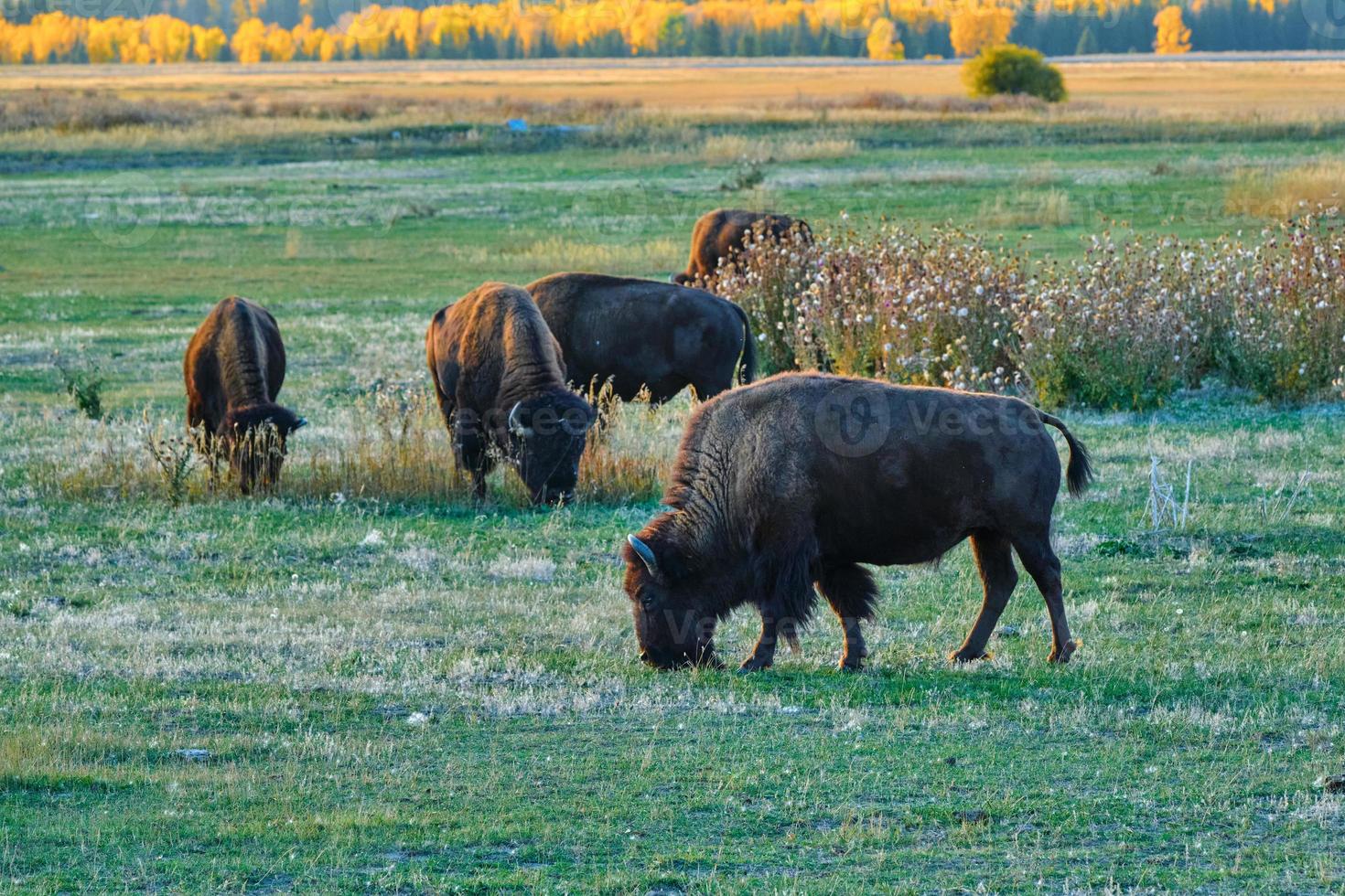 American Bison grazing at Sunset in the Grand Tetons photo