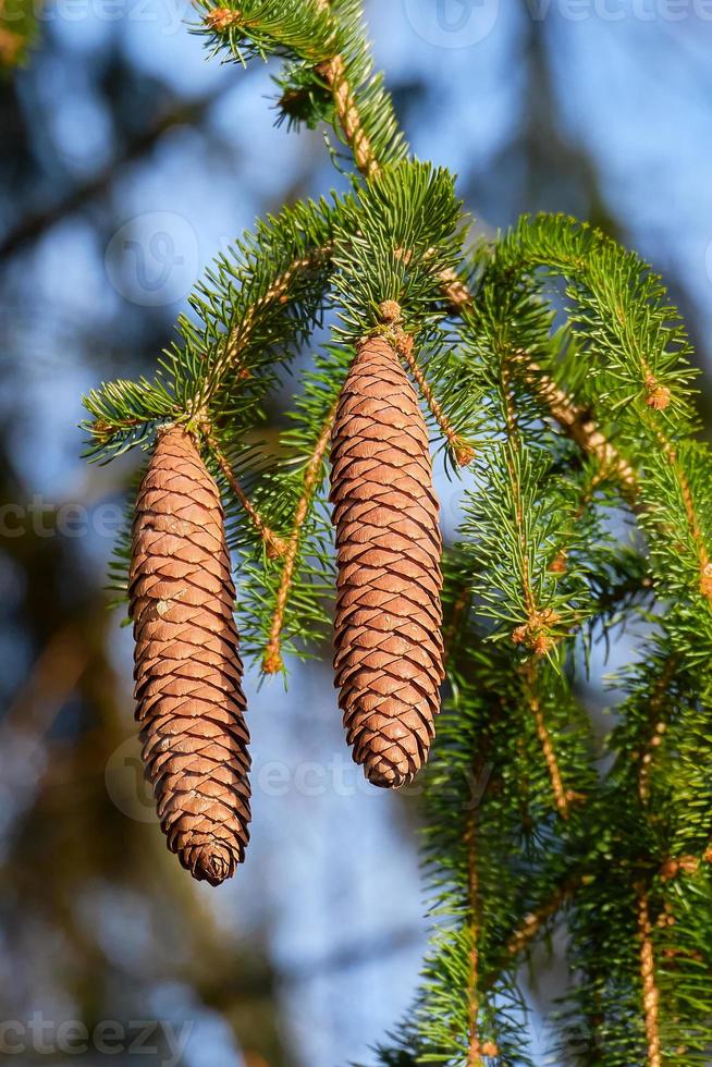 A pair of spruce cones on a clear winter's day photo