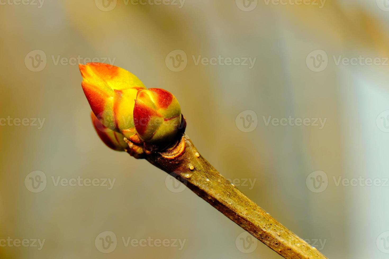 Common lilac bud in Ohio springtime photo