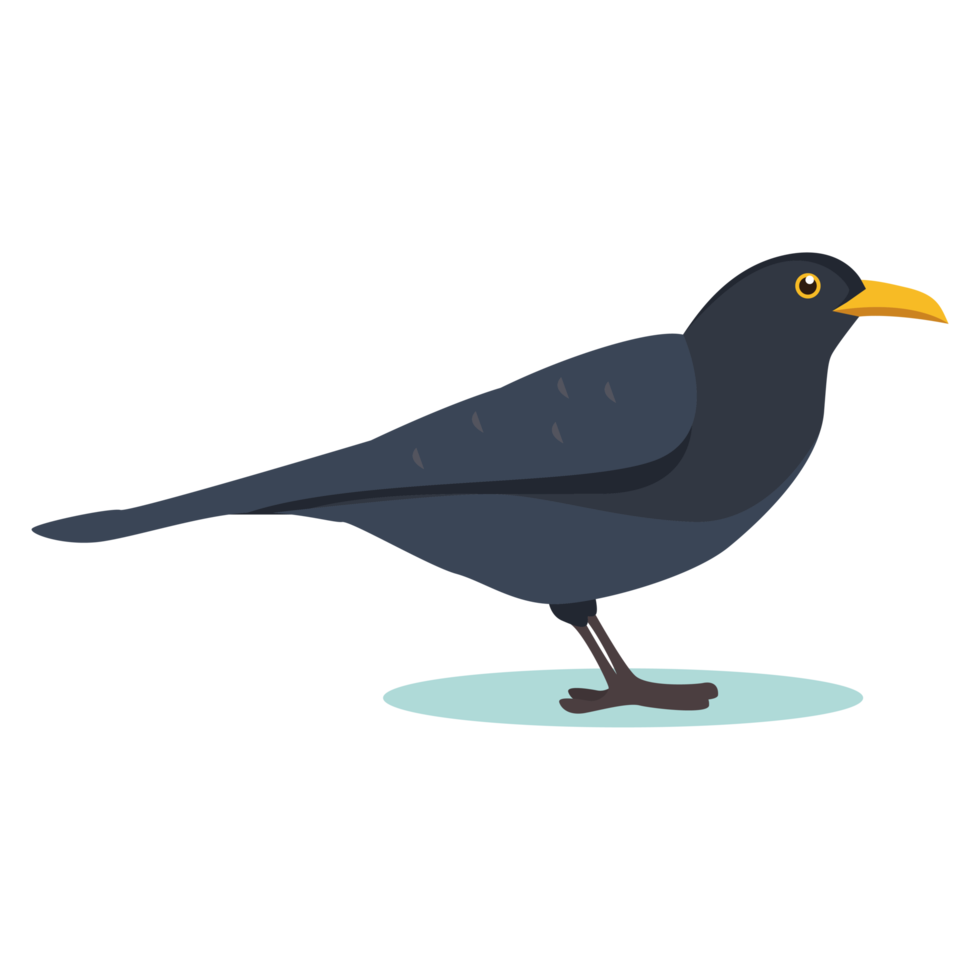 Cute Bird Illustration png