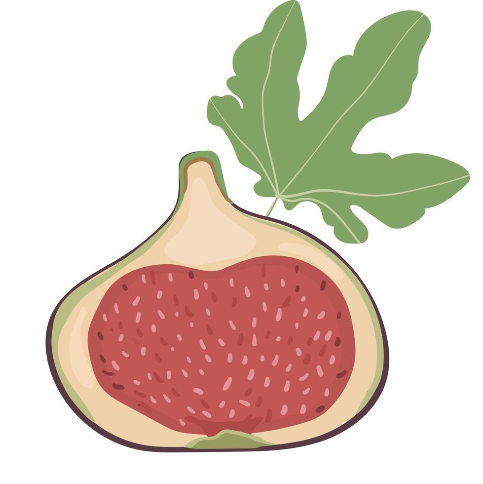 fig vector cartoon element.Half of fig.