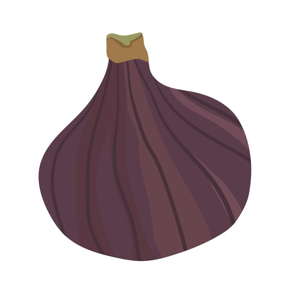 fig vector cartoon element.Ripe fig fruit