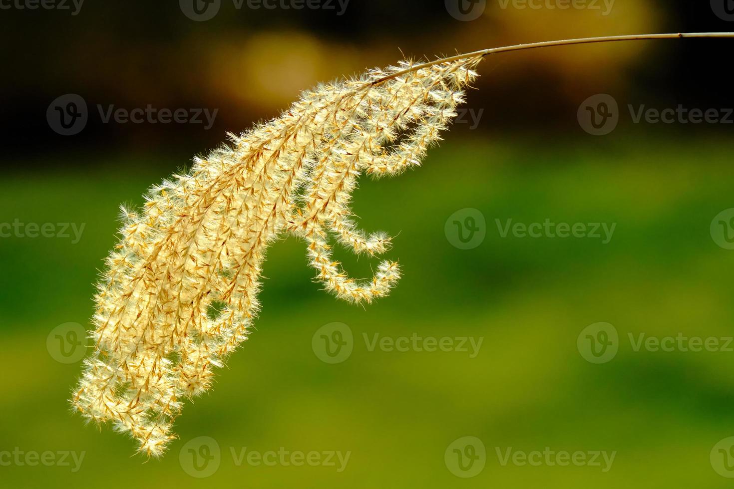 Maiden grass feathery plume in the morning sunlight photo