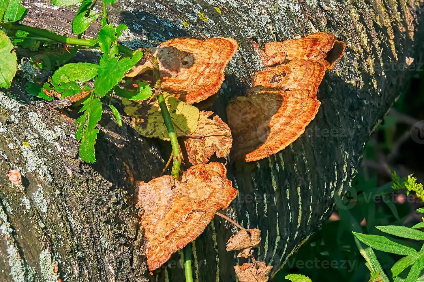 Tree mushrooms on a dead tree photo